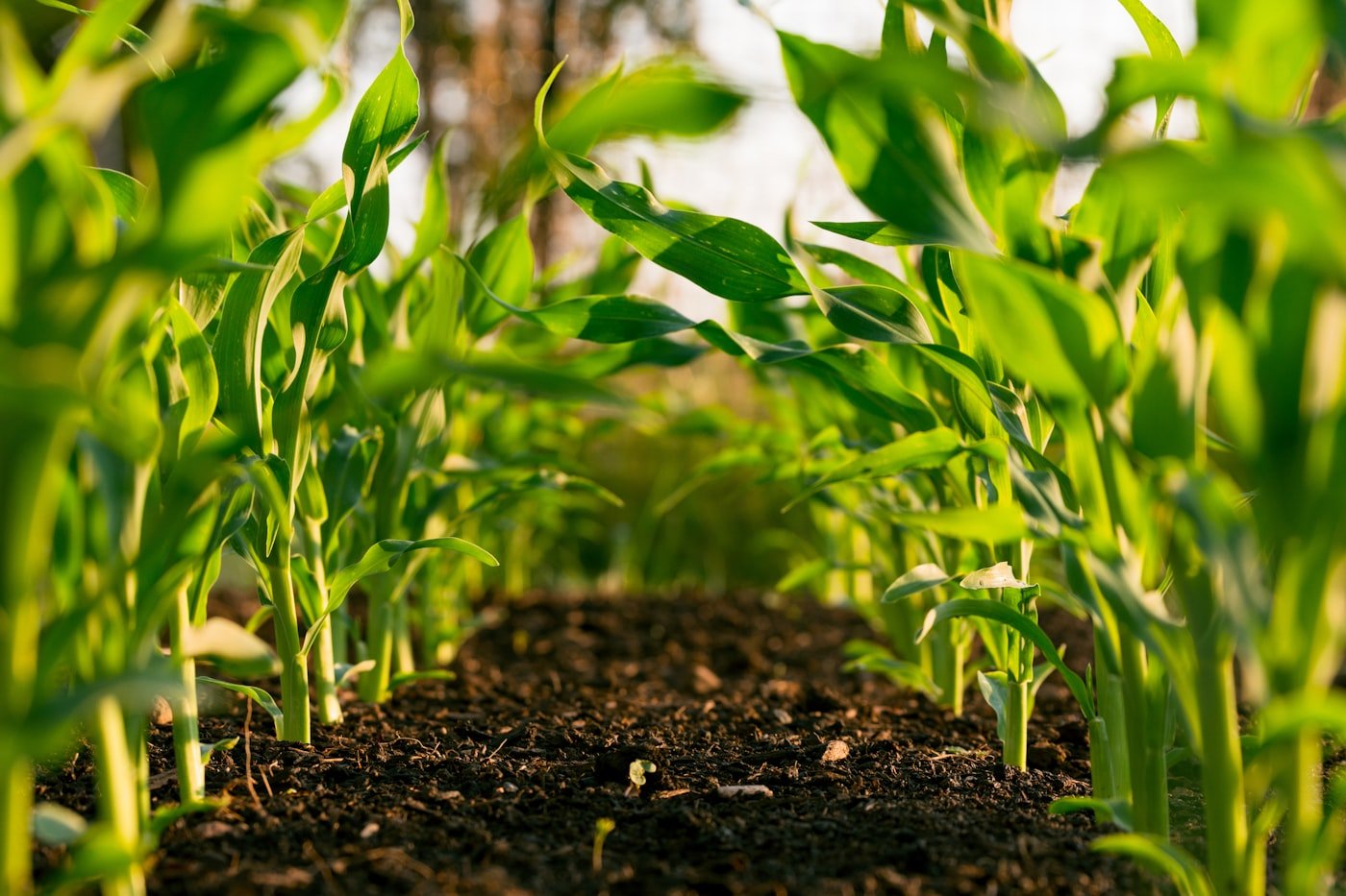 Young maize crops growing in fertile soil at golden hour