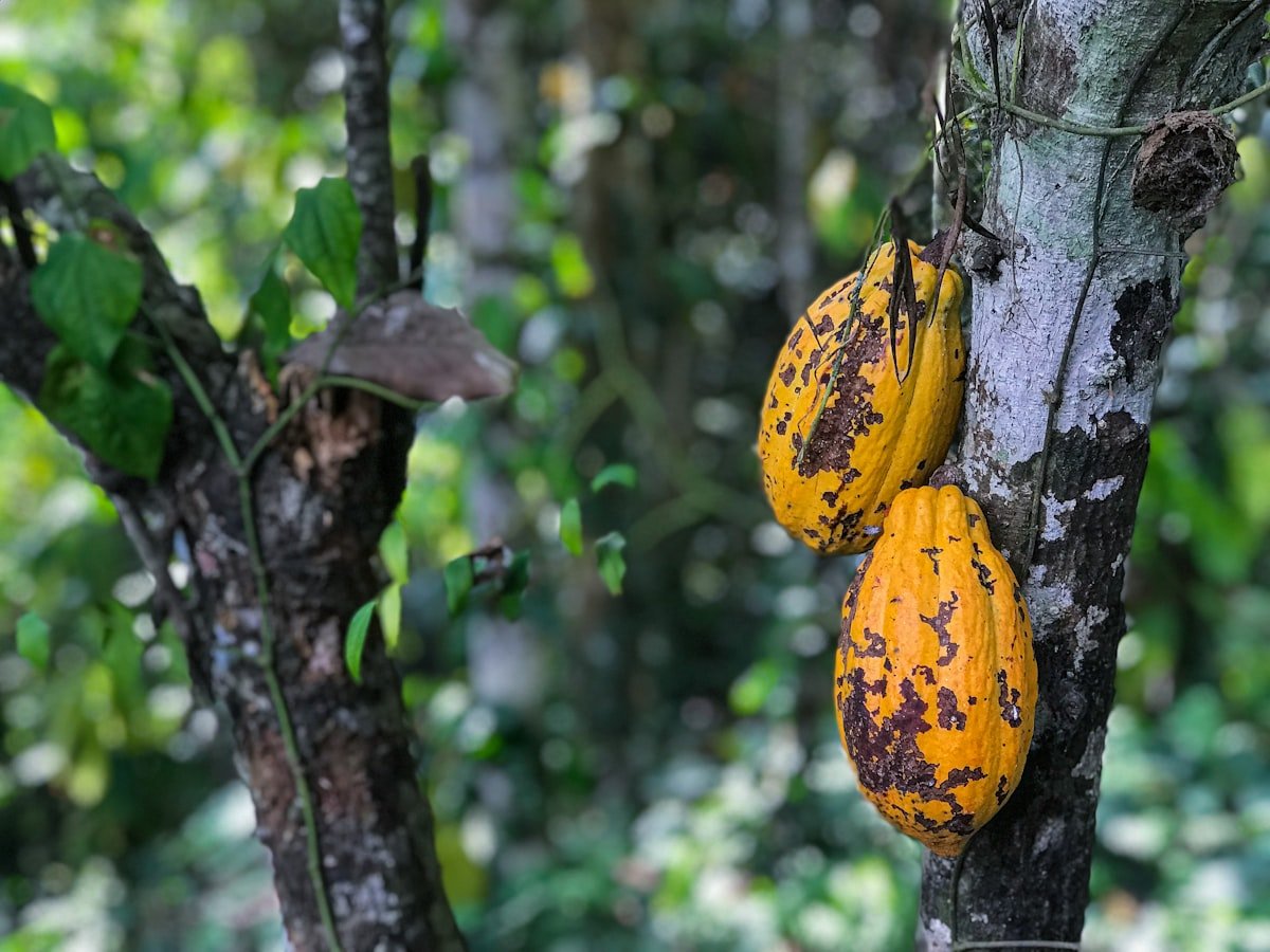 Ripe cocoa pods growing on a tree in Ghana