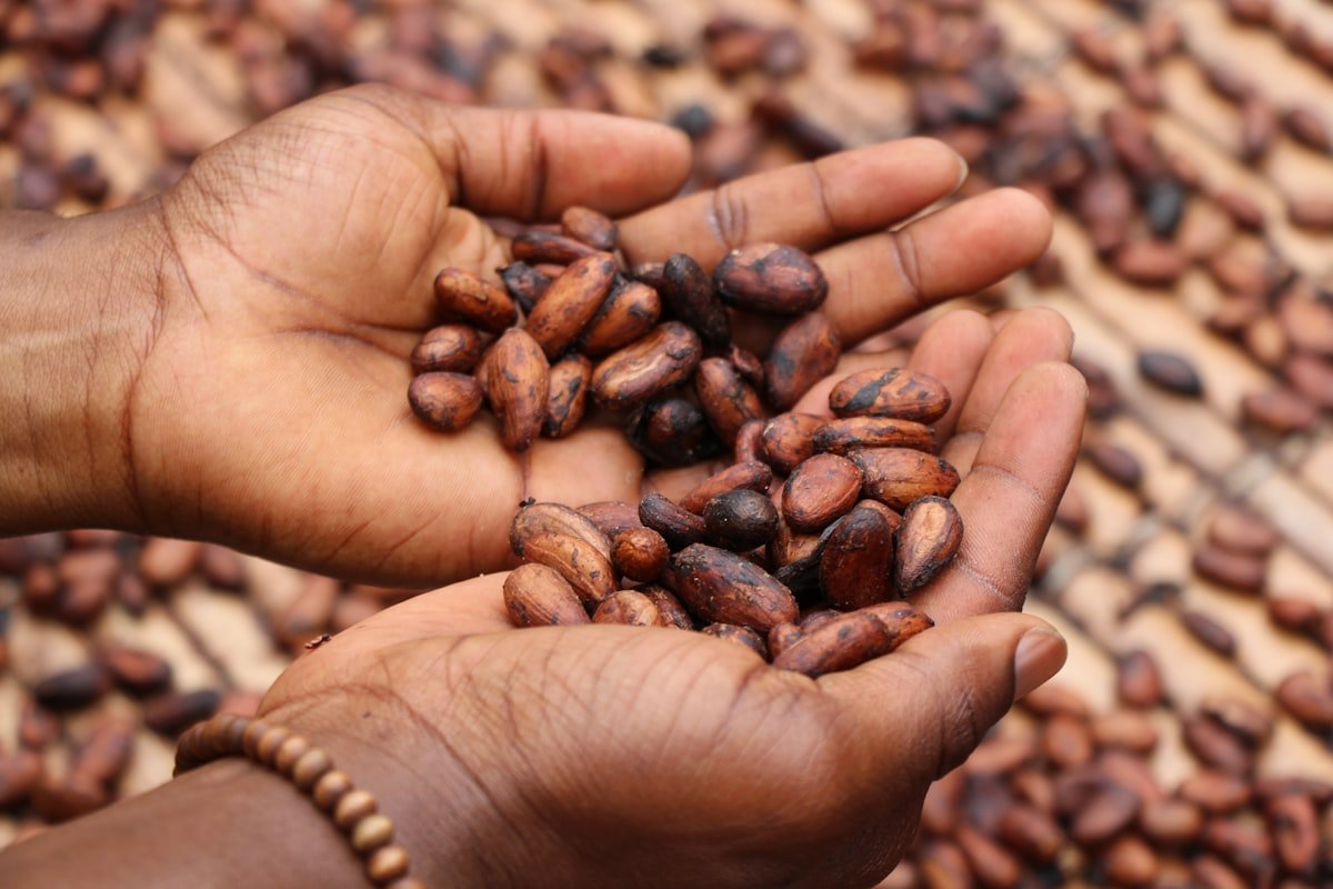 Dried cocoa beans held in open hands during sun-drying