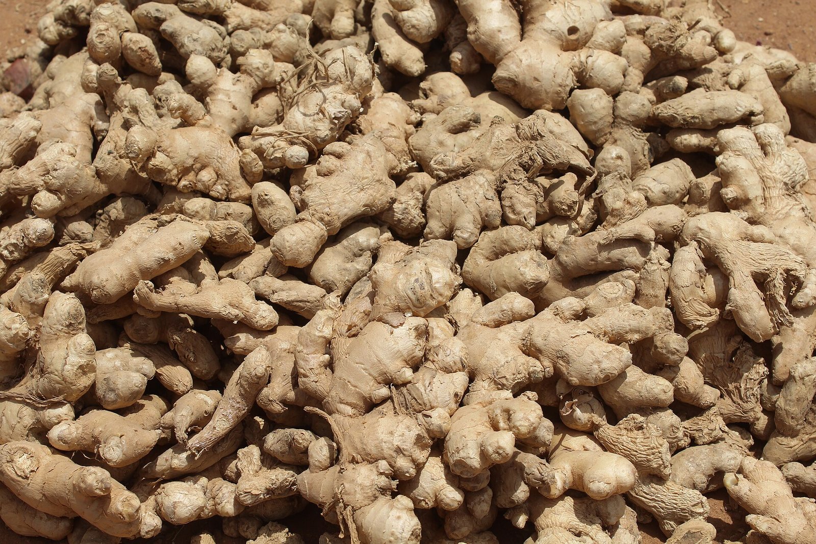 Bulk pile of freshly harvested ginger rhizomes