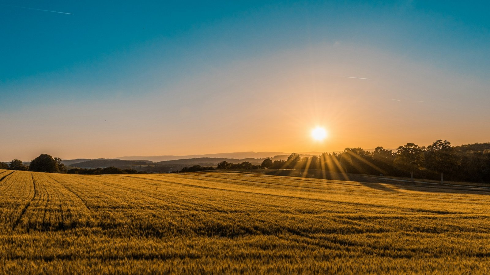 Golden agricultural fields at sunrise representing premium African commodity sourcing