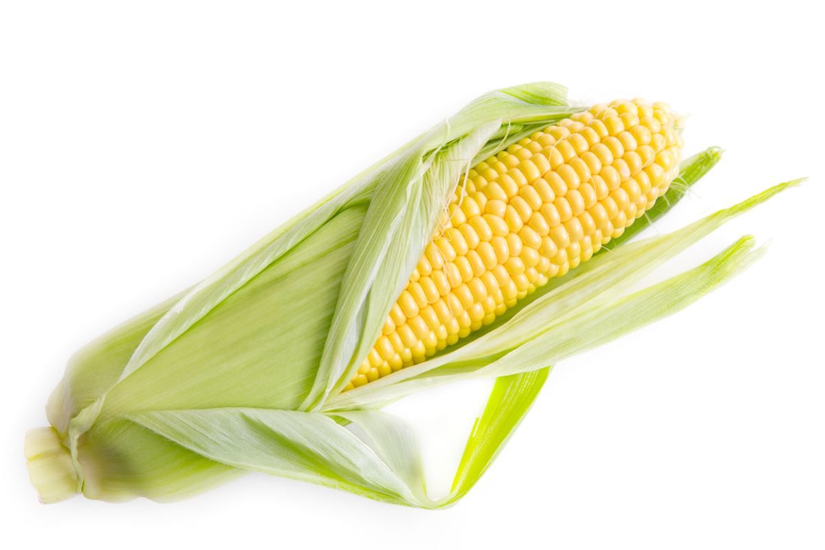 Fresh yellow maize cob with husk peeled back