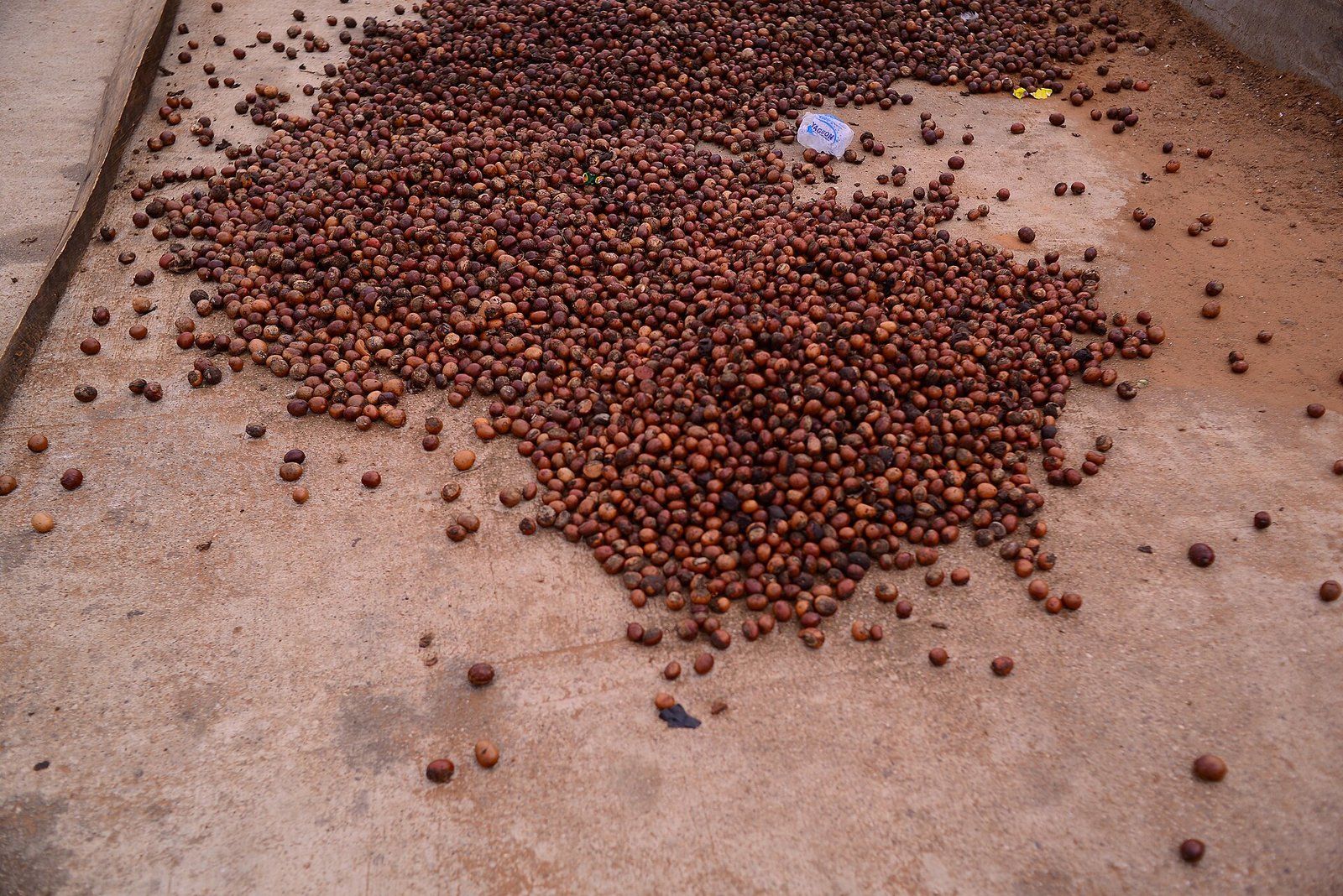 Shea nuts drying in the sun, sourced from Northern Ghana
