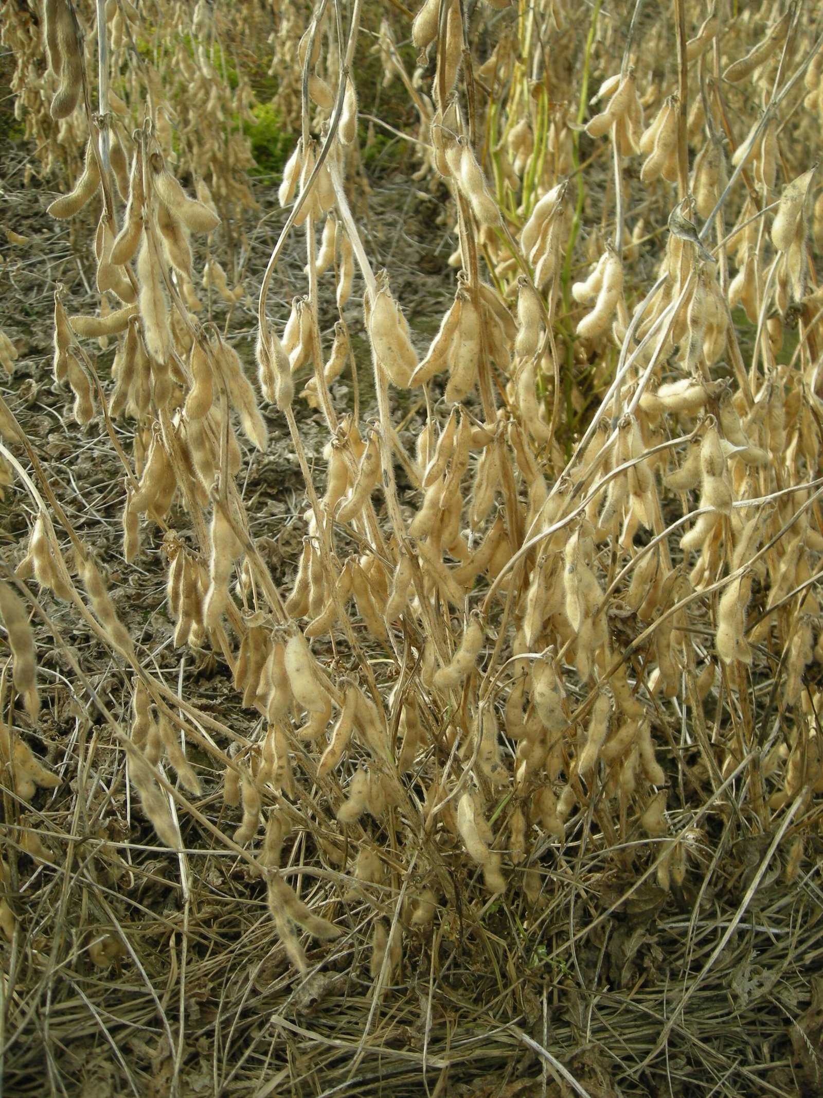 Mature GMO-free soybean plants with dried pods ready for harvest